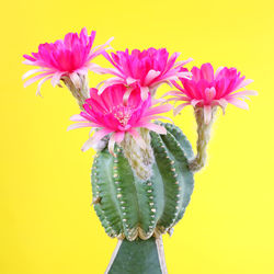 Close-up of pink flowering plant against yellow background