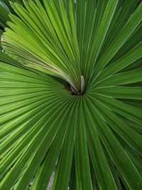 Full frame shot of palm tree leaves