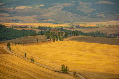 Scenic view of agricultural field