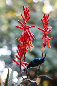 Close-up of red flowering plant