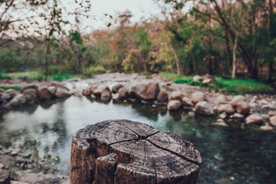 Close-up of log in forest