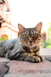 Close-up portrait of cat on footpath