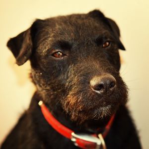 Close-up portrait of patterdale terrier dog