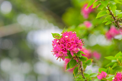 Close-up of butterfly on pink flowering plant