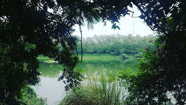 tree, water, tranquility, tranquil scene, scenics, reflection, beauty in nature, lake, nature, growth, branch, green color, idyllic, forest, sky, non-urban scene, clear sky, standing water, landscape, day