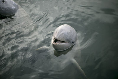 High angle view of dolphins swimming in sea