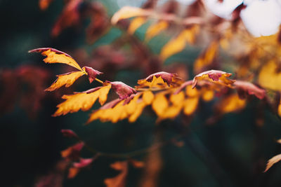 Close-up of wilted plant during autumn