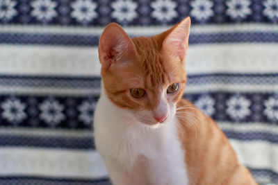 Close-up portrait of a cat