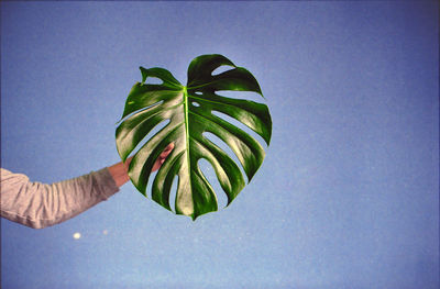 Close-up of fresh green leaf against sky