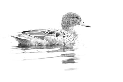 Birds swimming in a lake