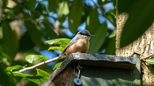 Low angle view of bird perching on branch