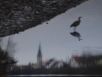 Bird on a lake