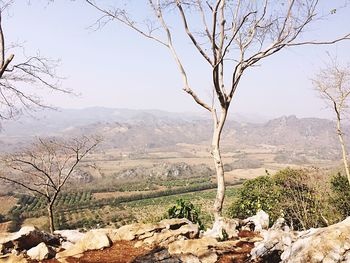 Bare trees on mountain