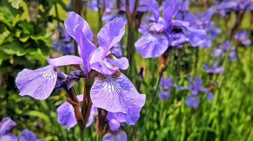 Close-up of purple flowers blooming outdoors