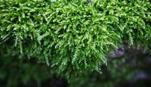 Close-up of fresh green moss 