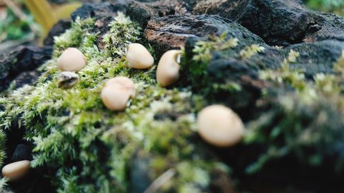 Close-up of mushrooms growing on moss