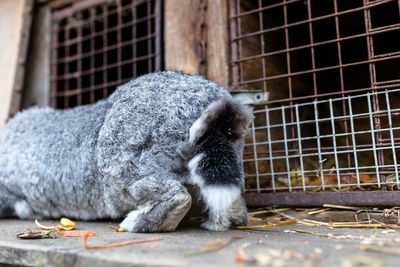 A close-up shot of a breeding rabbit standing in front of a wooden cage.