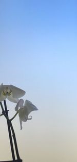 Low angle view of clear blue sky