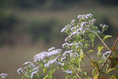 Close-up of purple flowering plant