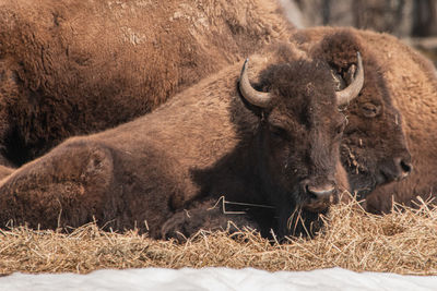 Buffalos in a field