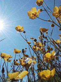 Low angle view of yellow flowers blooming against sky