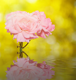 Close-up of pink lotus water lily in lake