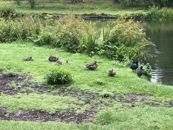 Ducks in a lake