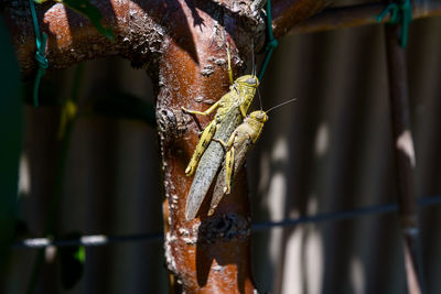 Close-up of insect on metal