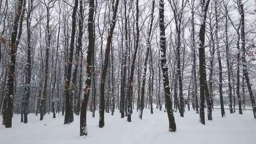 Trees on snow covered landscape