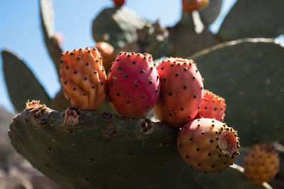 Close-up of prickly pear cactus