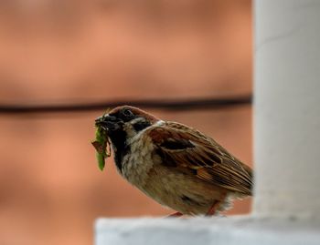 Close-up of bird