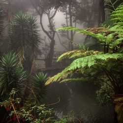 Trees growing in water