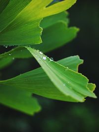 Close-up of raindrops on leaves