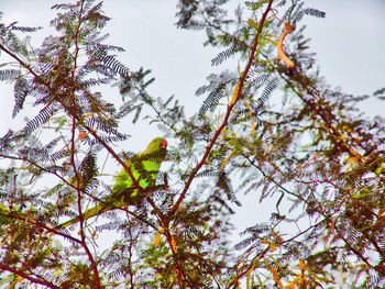 Low angle view of bird perching on tree