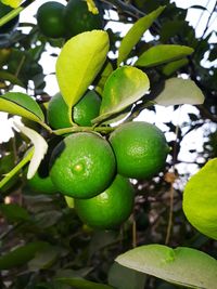 Close-up of fruits on tree