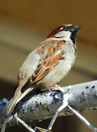 Close-up of bird perching on a tree