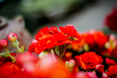 Close-up of red flowering plants