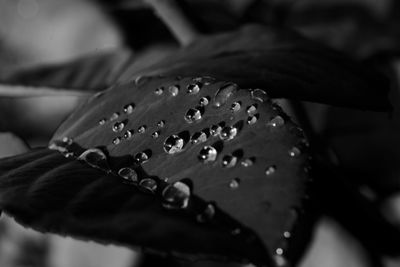 Close-up of raindrops on leaves