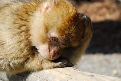 Close-up of golden retriever in zoo