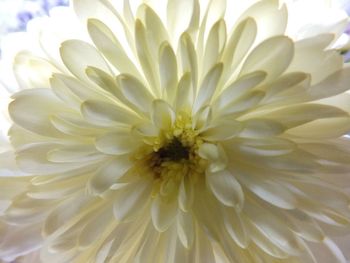 Close-up of white flower blooming outdoors