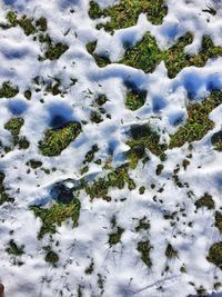 High angle view of snow on plants