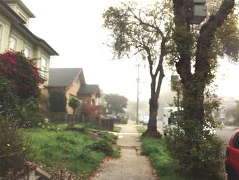 Trees and houses in city