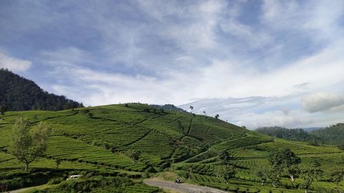 Scenic view of agricultural field against sky