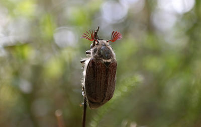 Close-up of butterfly on leaf