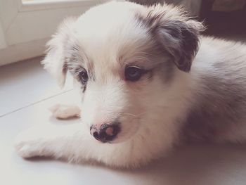 Close-up of dog relaxing at home