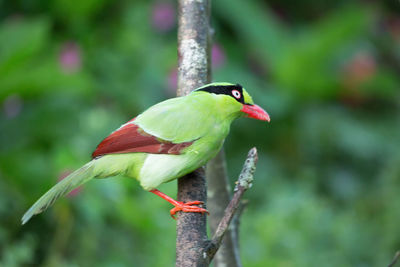 Close-up of bird perching on branch