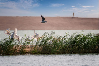 Seagull flying over lake against sky