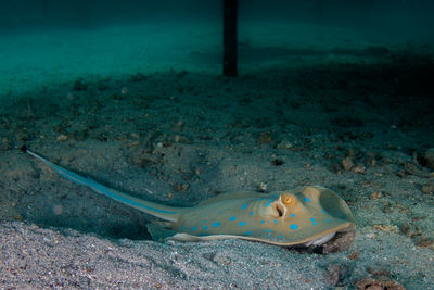 Close-up of fish in sea