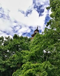 Low angle view of trees in forest against sky