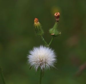 Close-up of dandelion against blurred background